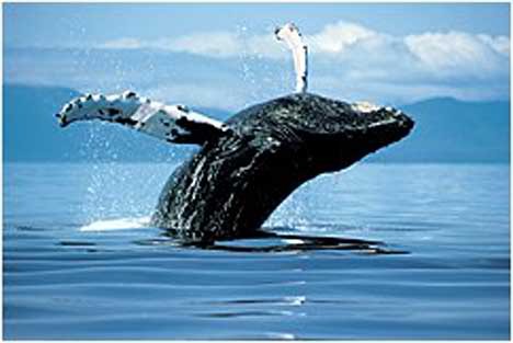 I love all animals on the earth! What you do today can help an animal tomorrow! My favorite is Humpback Whales!