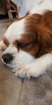 iFPId1CKZbzsX3H's profile picture. 犬好きです🐶日常思った事をさらりと書いていきます