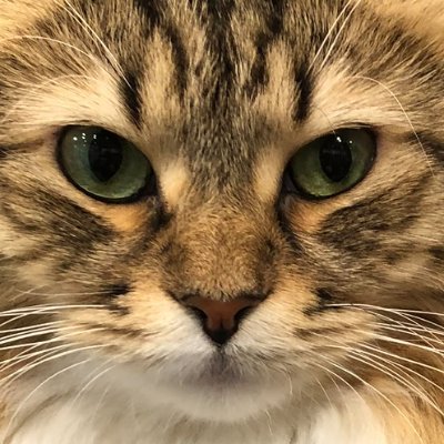 magicalkittynn Profile Picture