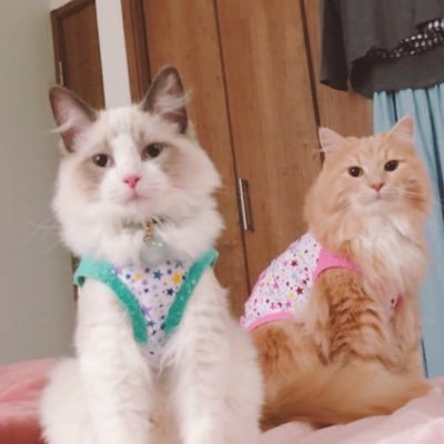 2GpxMSaBlvBwYTy's profile picture. ノルウェージャンフォレストキャットのドラミちゃんとラグドールのミントくんの2人の猫たちが繰り広げる面白くも癒される場面をお送りします。 YouTubeチャンネル https://t.co/i9WhWqGFzh