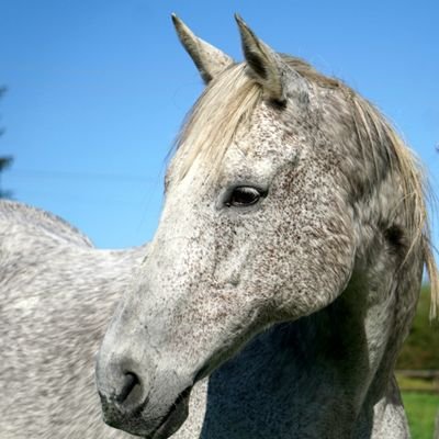 FurnaceMillStud's profile picture. Thoroughbred breeding operation in the Wyre Forest