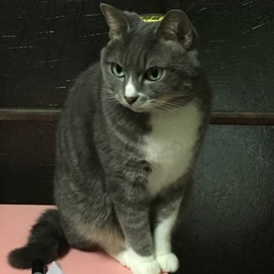 BOmkh10's profile picture. BO初心者だけどがんばるぞ