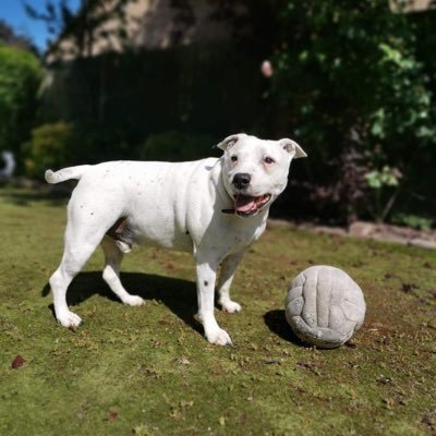 Spud &Buster Passed May 20 & June 22. Both abused & abandoned in early life, saved by @RSPCA, rescued, gave everything to new pack and so very much loved.