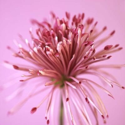 Ayesharazak79's profile picture. 