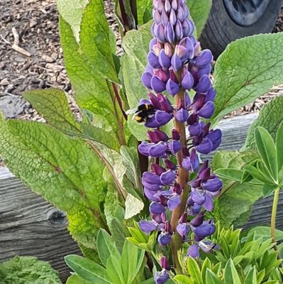 Plot181's profile picture. plot holder @18 Nipper Lane allotments