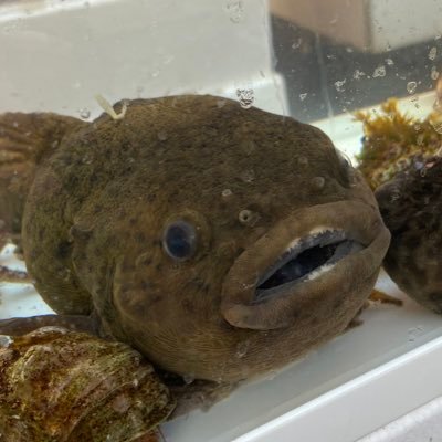 zemaitis_x's profile picture. 朝市 相本水産 さき 1.29 北海道 加藤商店ネットショッピング https://t.co/C5jubdhmcw