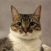 Enchufe The Cat (@catenchufe) Twitter profile photo Enchufe The Cat (@catenchufe) Twitter profile photo