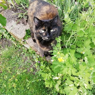 RowlesSusie1060's profile picture. I read, garden and laugh a lot.