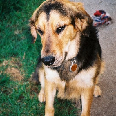 Democrat…Vote...Ukraine, Dog lover, @UUtah, @Dodgers, @RamsNFL, @spidadmitchell