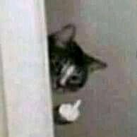 milyvet13's profile picture. 