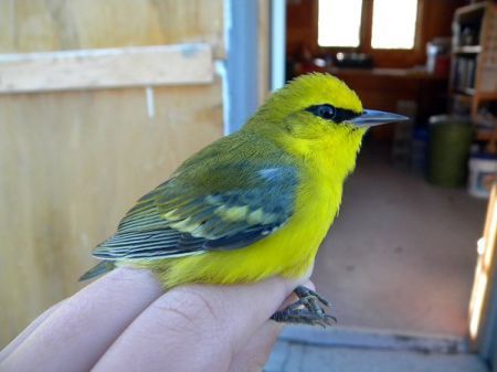 The feed from a birding email group in greater Hamilton, ON, Canada. Maintained by peter.scholtens@arocha.ca

Messages are from all levels of expertise.