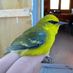 Hamilton Birding (@hambirds) Twitter profile photo