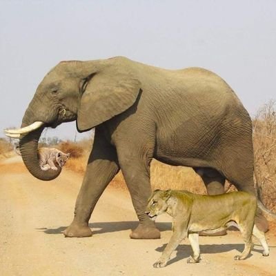 mrkuvekalovic's profile picture. 