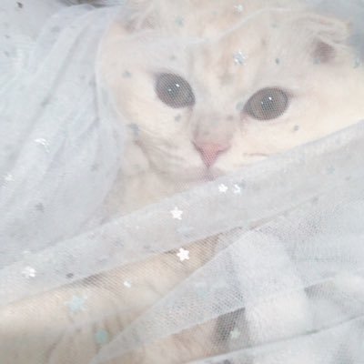 子猫 Hmq3babupkklgls Twitter