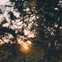 نِهال | غيمةفَرح🌧🌱. (@nehal_mahnashi) 's Twitter Profile