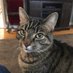Mister Whiskers (@misterwhisker12) Twitter profile photo Mister Whiskers (@misterwhisker12) Twitter profile photo