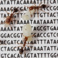 Ant Evolution Papers (@antpapers) 's Twitter Profile Photo Ant Evolution Papers (@antpapers) 's Twitter Profile Photo