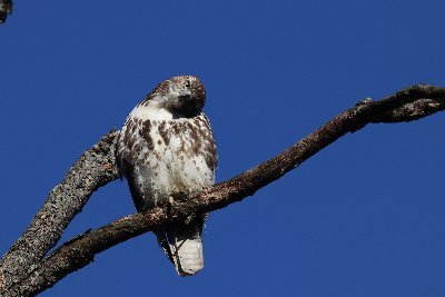 I am interested in all of nature, but especially Birds. I mostly cover Long Island, New York City, and Florida.