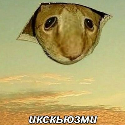 сырный балбес ✌😳さんのプロフィール画像