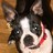 Phoebe The Dog