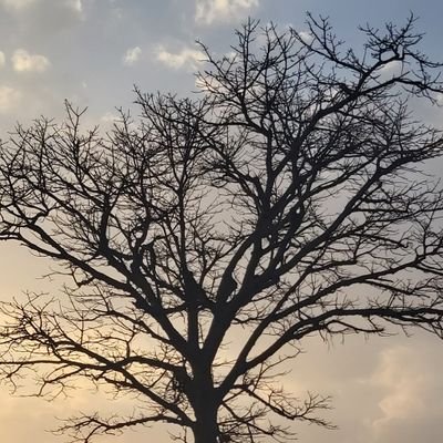 ravivarmaKMM's profile picture. 