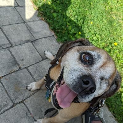 the Man, the Myth, the Mookie! All tweets, retweets and likes are the opinion of Mookie from beyond the Rainbow Bridge (RIP Mookie 5/9/09 - 4/21/25)