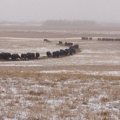 ttharrkbh's profile picture. Father, Husband, Rancher, Runner, Coach, Environmentalist...