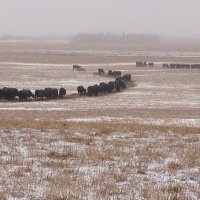 Tom Harrison (@ttharrkbh) 's Twitter Profile Photo