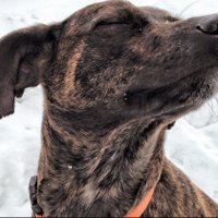 Two and a half Dogs(@MountainCursOwn) 's Twitter Profile Photo