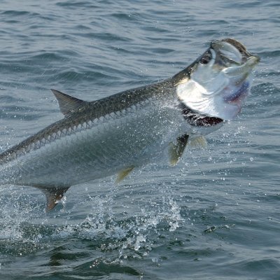 If you can't catch the fish you love then learn more about the fishermen that get to catch them! Interviews start this week!