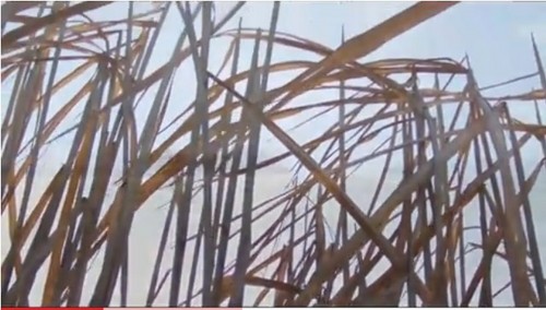 Miscanthussales's profile picture. Miscanthus Einstreu - Pferdeeinstreu / Öko Garten-Mulch. Vertrieb Tiereinstreu Miscanthus Produkte. 20 Kg Säcke / Palettenware.
Tiereinstreu, Kanincheneinstreu