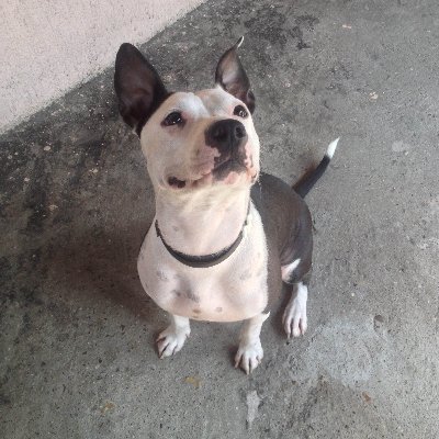 javaexercises's profile picture. 