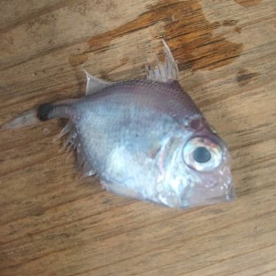 Aunb76DEKYSjaM9's profile picture. 深海魚の紹介しますね！
出没場所太平洋！
深海魚の名前勉強中！
子供の頃から魚好きです！
夏になるとクワガタばかり！
ツイートします🤣
ミヤマクワガタ採集が好きです😊