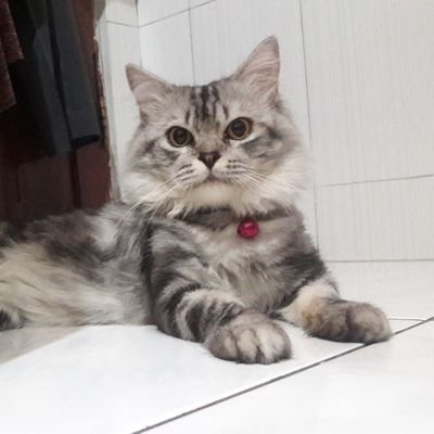 ten10087's profile picture. moomoo’16