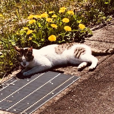 قطقوطة Profile