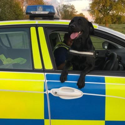 I'm Ben, a black labrador, with my owner Dave Grounds and parkland officer and duty manager i am trained in searching for lost property and tracking