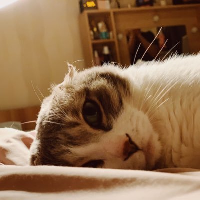 Nvy__Nyang's profile picture. From: envywithnyang