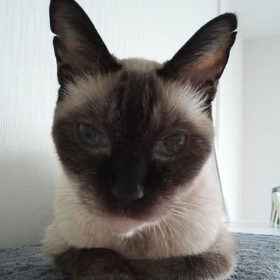 2018/11/23車にはねられて保護したガンチャン シャム猫風♂🐱
23/1/18虹の橋渡りました🌈ガンチャン大好き💖
23/4/22猫亭さんより家族に迎えたニッキ シャム猫風♂😺7.2キロのワガママボディ💞
23/11/5ムタの小さな里親会さんより家族に迎えたポヌ吉 シャム猫風♂🐱 少し臆病💗
