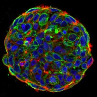 Taubenberger lab (@taubenbergerl) 's Twitter Profile