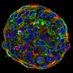 Taubenberger lab (@taubenbergerl) Twitter profile photo