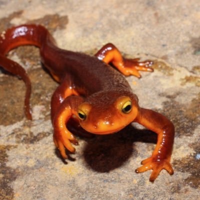 Hello... I stream on twitch @candiannewt. I like newts,Canada,Toronto Maple leafs.GLHF all.