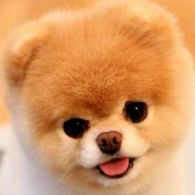 GoodDoggo20's profile picture. 