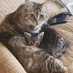 In the Memory of Lucky And Hurcules, meet Tigger (@andhurcules) Twitter profile photo In the Memory of Lucky And Hurcules, meet Tigger (@andhurcules) Twitter profile photo