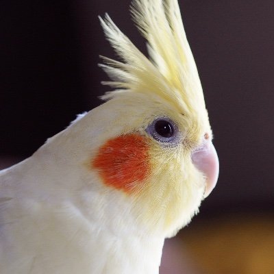 逃してしまったWFシナモンのオカメインコ（ぽぽちゃん・オス）はRTしてくれた皆さまのおかけで無事帰ってきました。ありがとうございました。迷子さんがお家に帰れるよう心から願っています。