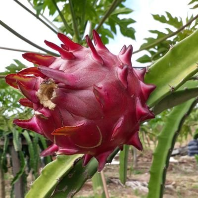 produtora da pitaya orgânica