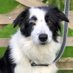 @owdstanleydog (@owdstanleydog) Twitter profile photo @owdstanleydog (@owdstanleydog) Twitter profile photo