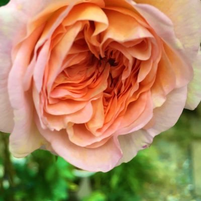 no_wonder_arice's profile picture. 成人済み腐女子。名探偵ジンバボ。ヒプ🐴1️⃣。支部ID362880。大人のお姉様向け→@no_wonder_ivy