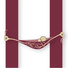 Developmental Social Neuroscience: Neural mechanisms of infant attachment and its long term consequences #FSU