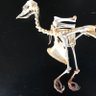 yuzakura_bone's profile picture. 獣医学生 3年 ~動物のご遺体募集中~ 解剖,骨格標本作成 狩猟 カメラ 等々やってます 恐竜好きです 長野→ note https://t.co/Nvd1AWla0x 写真 https://t.co/t9xm27QD3m