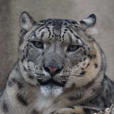 ネコ科🐈‍⬛が好きです。一番好きな動物はユキヒョウ（推しはフブキ❗️）。 主に王子動物園に出没します。たまに遠征。無断転載禁止🚫